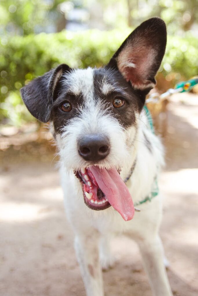 Playful dog with a collar outdoors on a sunny day, tongue out.