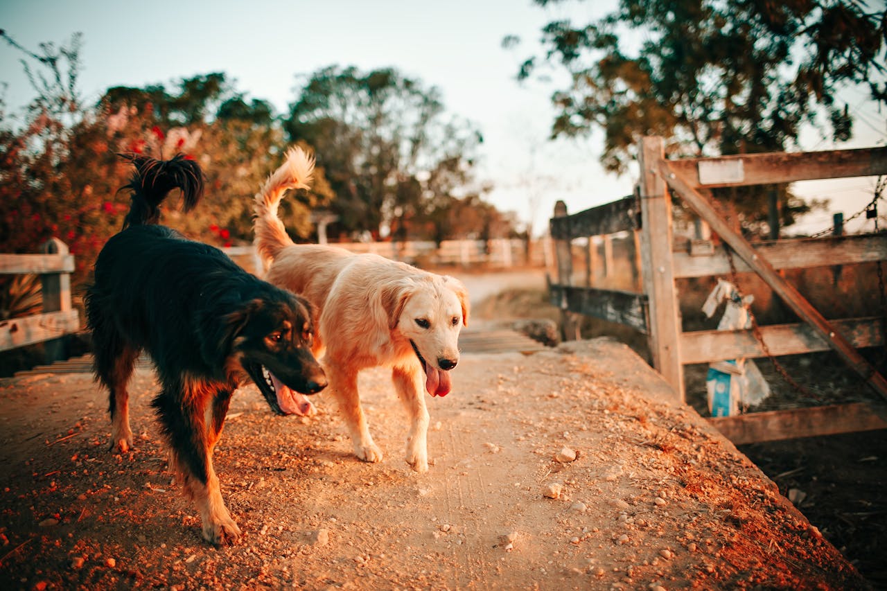 Two dogs, including a golden retriever, walk along a path during a warm sunset.