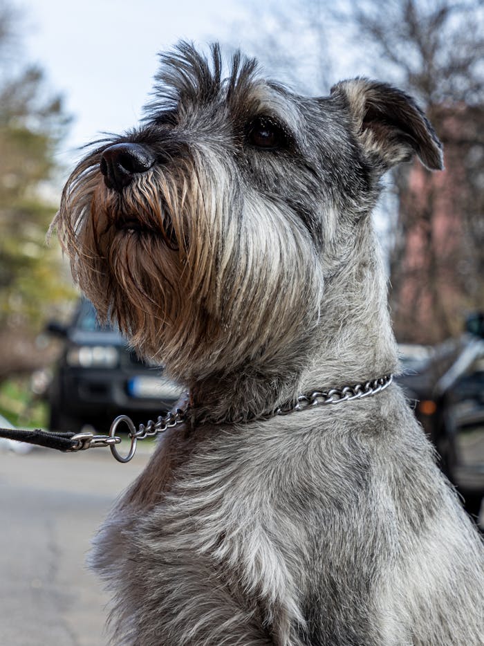 Gray Schnauzer dog on a leash, captured in a street setting showcasing its expressive face and textured fur.