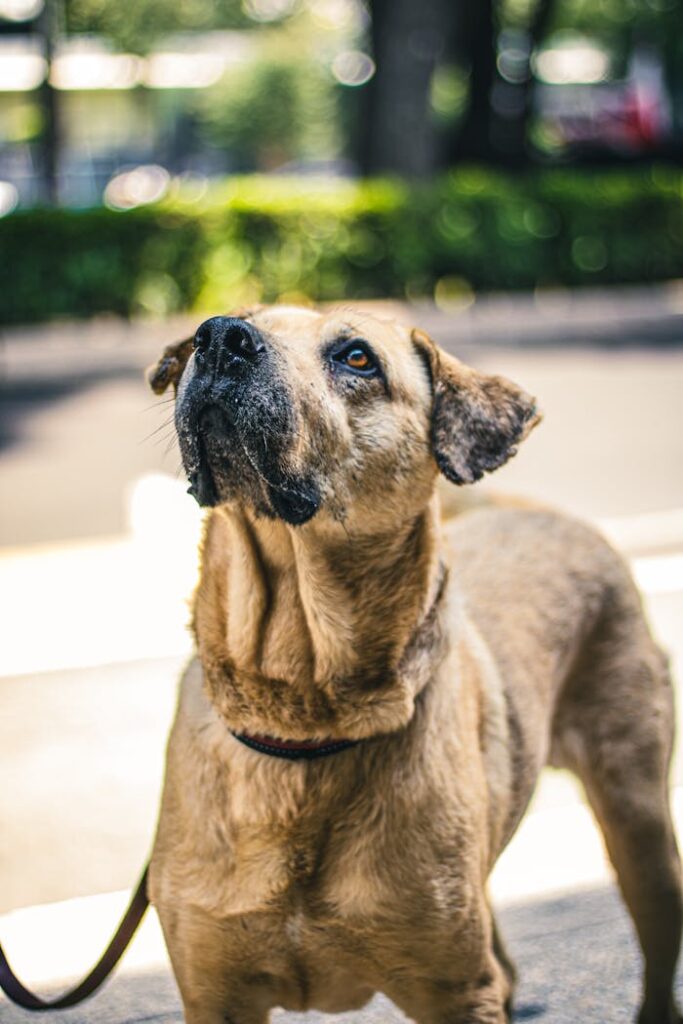 Charming dog enjoying an outdoor walk in Mexico City, full of joy and curiosity.