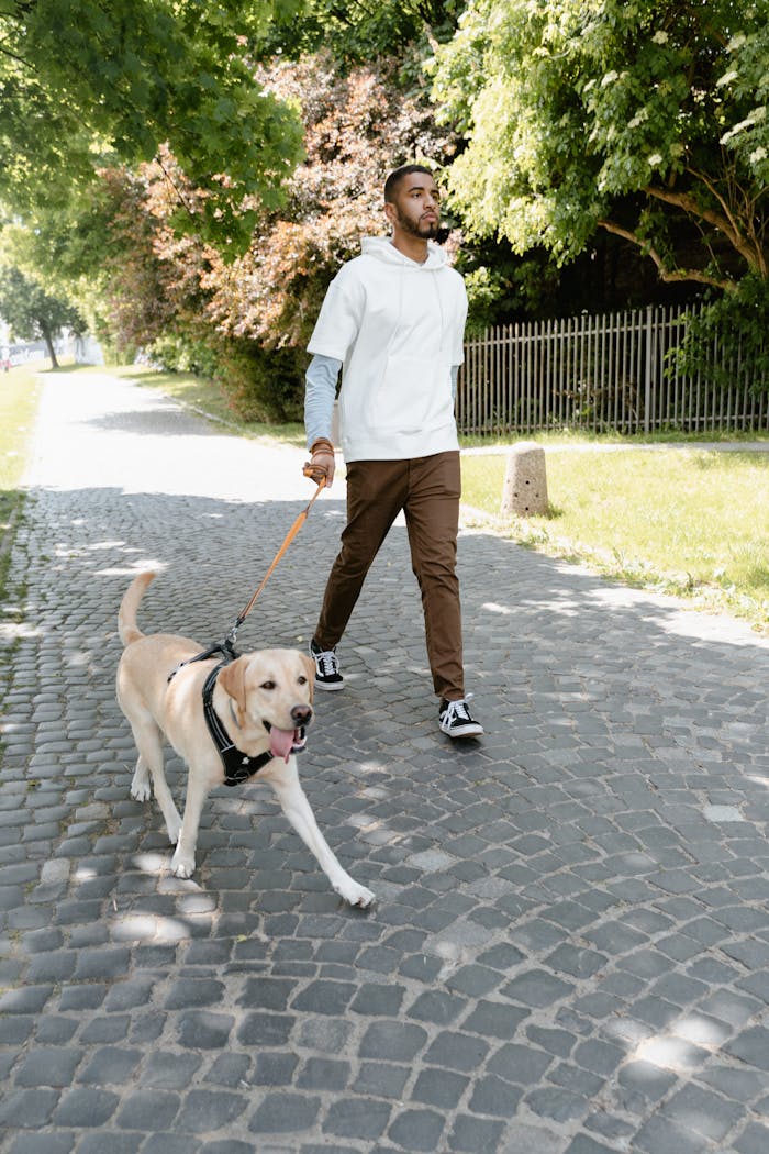 A man walks a Labrador dog on a sunny cobblestone path lined with trees.
