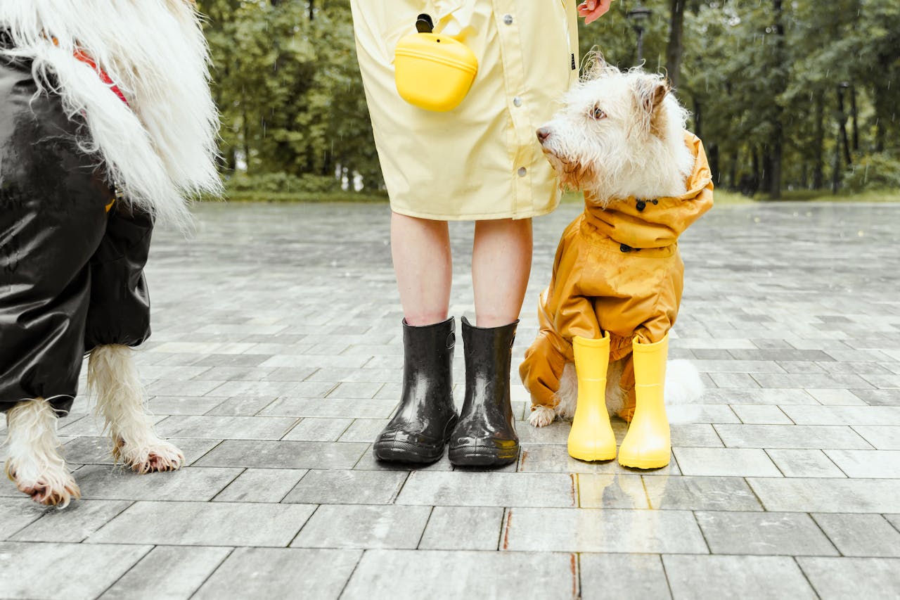 Two dogs in raincoats and an owner with rain boots stand on wet pavement.