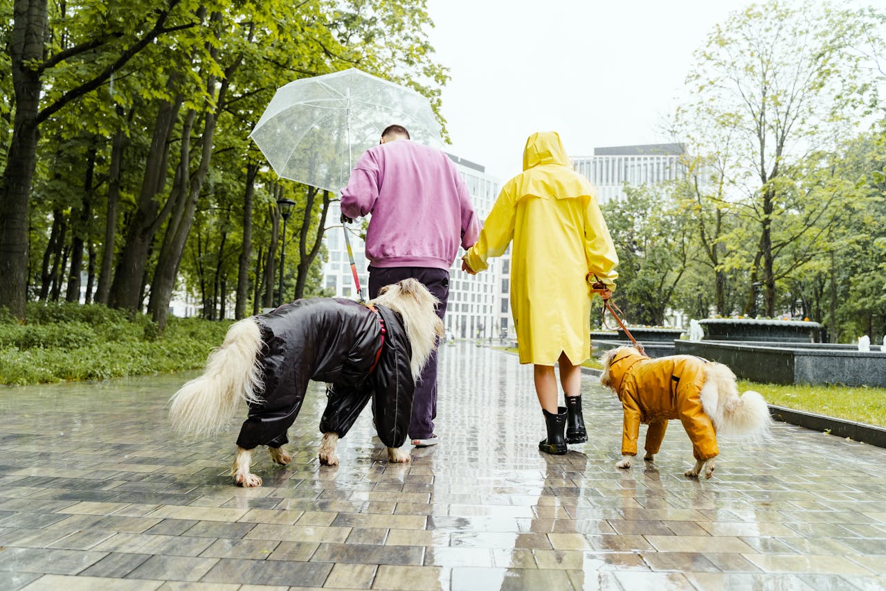 A couple strolls through a rain-soaked park with two dogs in raincoats, creating an urban rainy day scene.