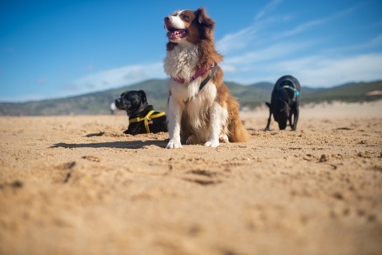 Three dogs enjoy a sunny day on a sandy Portuguese beach with scenic views.