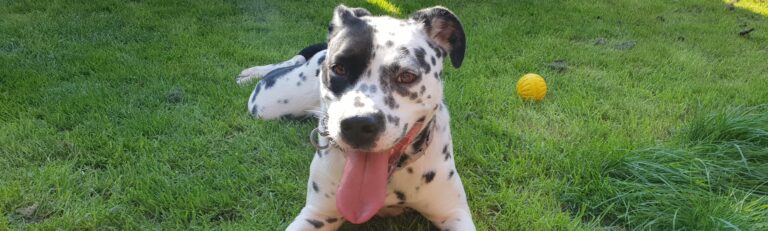 GoBobby Bicky and yellow ball 768x231