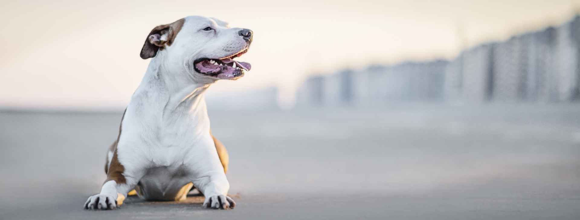 GoBobby Bob aan zee 3