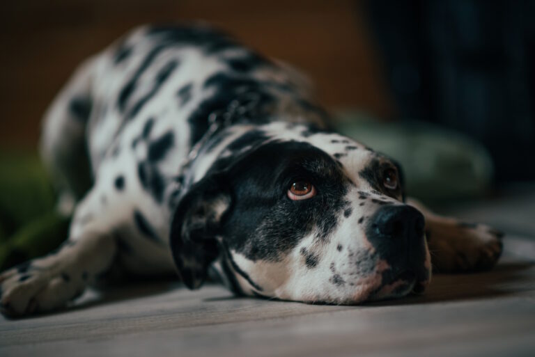 Home GoBobby contacteer ons 2023 2 768x513