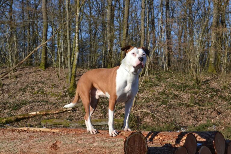 Home Hondentraining ptibull e collar training loslopen 1 768x512
