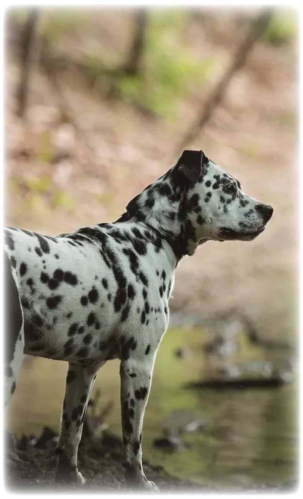 tuxpi.com .1763640359