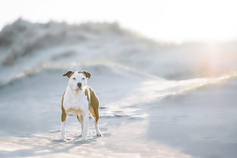 Bob aan zee recht 768x512