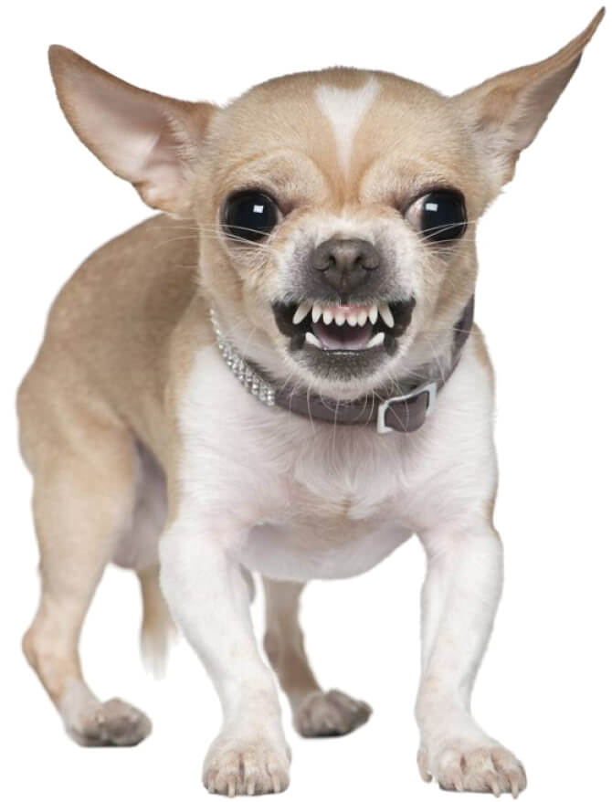 Bad dog