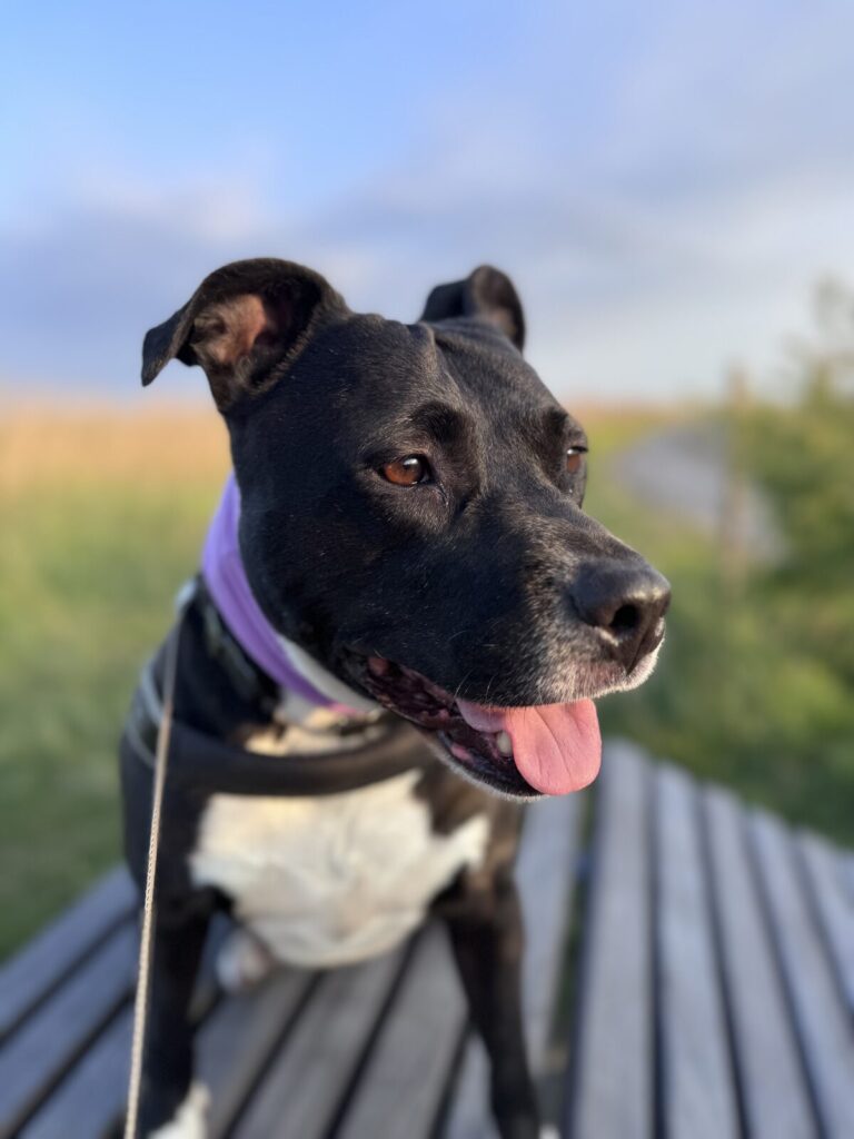 Bailey